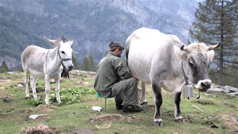 hermes regista trento|Festival di Trento: vince un film sociale ambientato su un alpeggio .